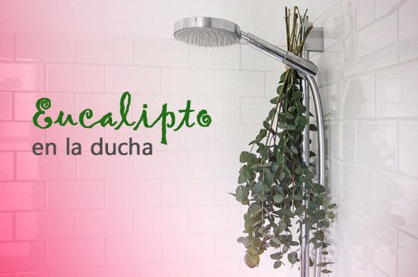 ¿Por qué la gente está colgando eucalipto en la ducha?